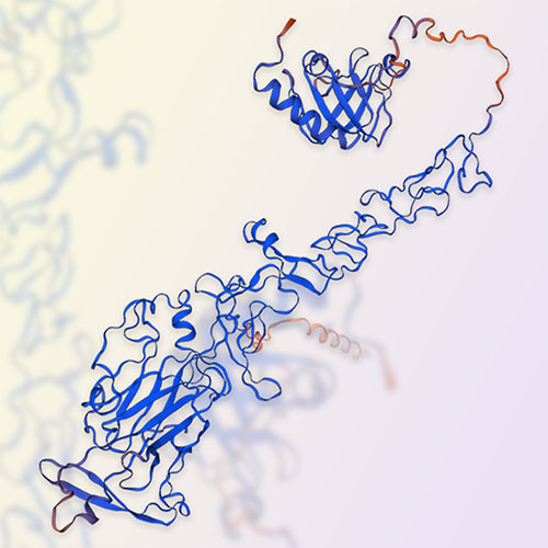 Netrin-1重组蛋白-ACROBiosystems百普赛斯