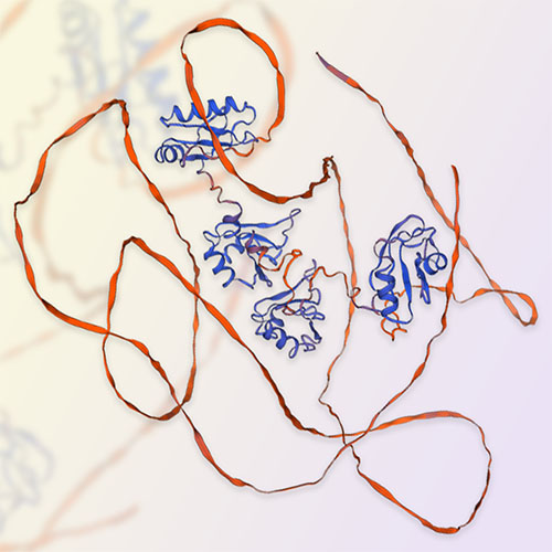 核仁素蛋白Nucleolin-ACROBiosystems百普赛斯
