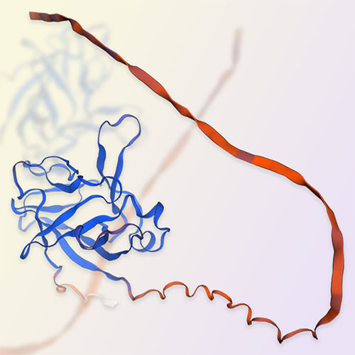 IL-37/IL1F7蛋白-ACROBiosystems百普赛斯