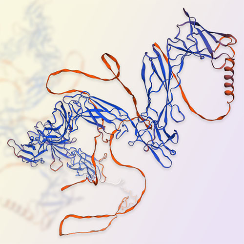 LIFR/CD118蛋白-ACROBiosystems百普赛斯