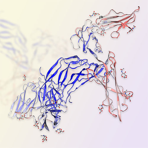 PDGF-BB重组蛋白，ACROBiosystems百普赛斯
