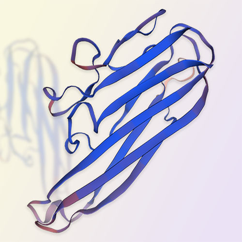 TNF-beta（TNFb）蛋白-ACROBiosystems百普赛斯
