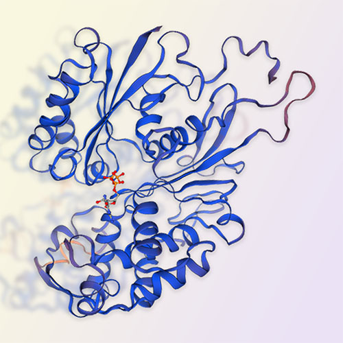 CD39L1/ENTPD2蛋白-ACROBiosystems百普赛斯