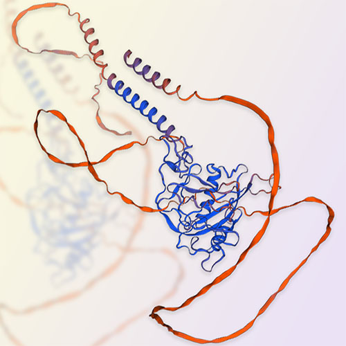 MUC13/Mucin-13蛋白-ACROBiosystems百普赛斯