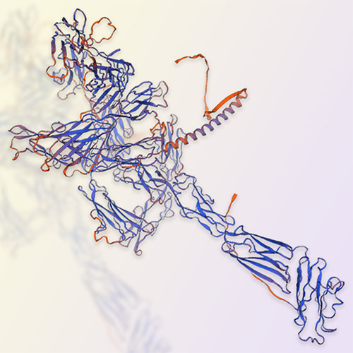 Siglec-1重组蛋白-ACROBiosystems百普赛斯