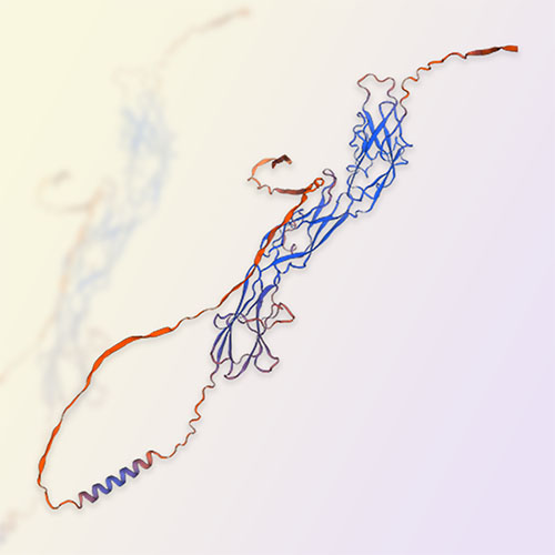 Siglec-9重组蛋白，ACROBiosystems百普赛斯
