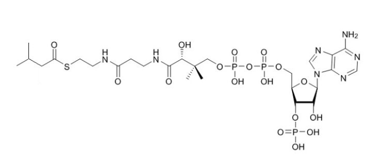 异戊酰辅酶A（钠盐）Isovaleryl-CoA-sodium-salt
