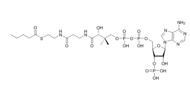 戊酰辅酶A（钠盐）Pentanoyl-CoA-sodium-salt
