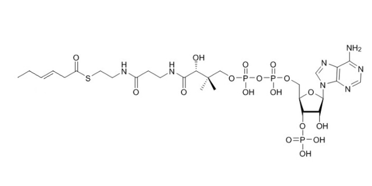 反式-3-己烯酰辅酶A（钠盐）trans-3-Hexenoyl-CoA-sodium-salt