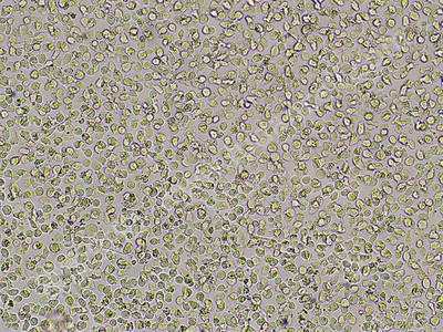 人正常肝细胞WRL68，ATCC来源
