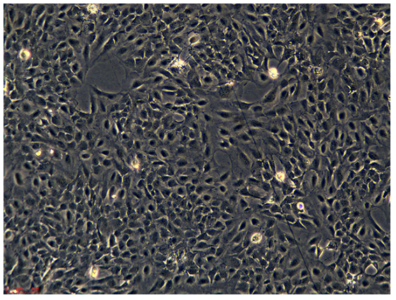 小鼠杂交瘤SDOW17，ATCC来源