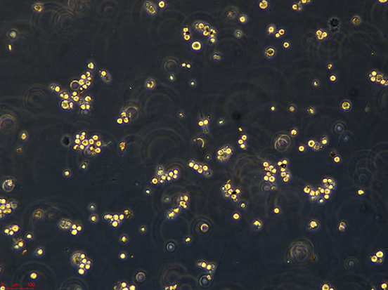 小鼠乳腺上皮细胞HC11MAMMARY，ATCC来源