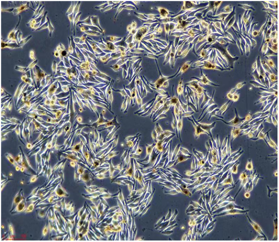 小B细胞淋巴瘤细胞A20STR，ATCC来源