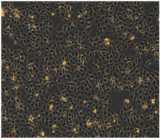 小鼠垂体瘤细胞AtT20，ATCC来源