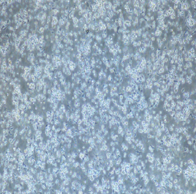 Hi-five（BTI-TN-5B1-4）昆虫细胞