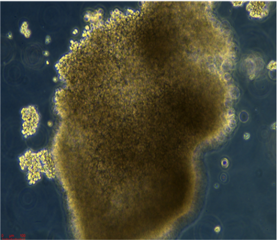小鼠成纤维细胞BMF