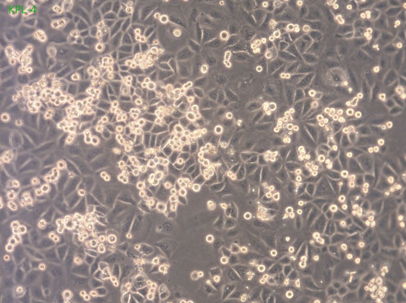 人膀胱上皮细胞HCV29