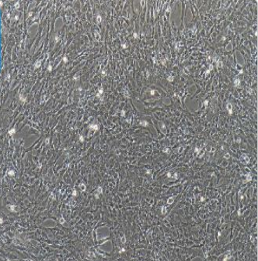 鸡动脉内皮细胞PAEC，ATCC细胞