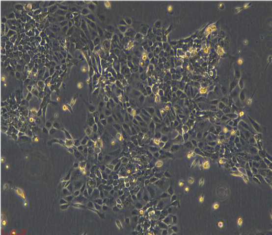 大鼠心肌微血管内皮细胞CMECs，ATCC细胞