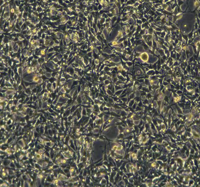 小鼠调节T细胞TH1，ATCC细胞