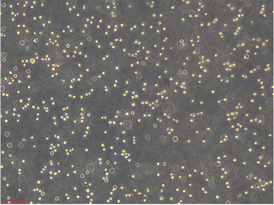 小鼠巨噬细胞J774，ATCC细胞