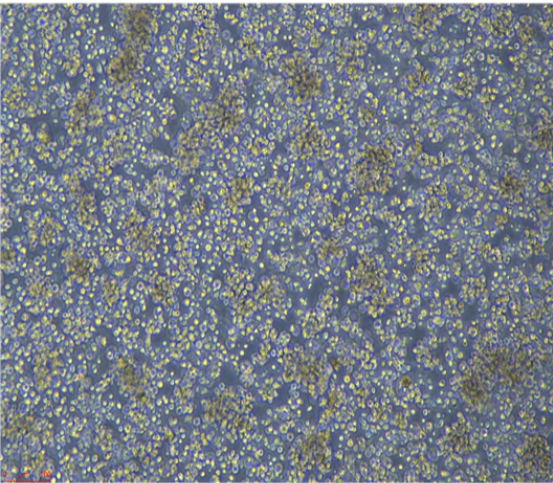 大鼠脐带间充质干细胞rUCMSCs，ATCC细胞