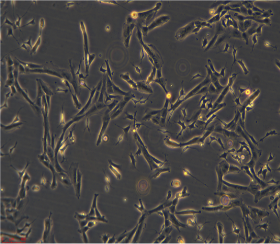杂交瘤细胞抗CD235.1，ATCC细胞
