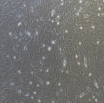 小鼠（骨髓瘤）杂交瘤细胞BB7.7，ATCC细胞