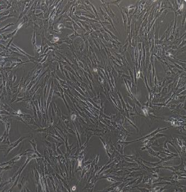 人大细胞肺癌细胞NCIH661/LUC(带荧光素酶)