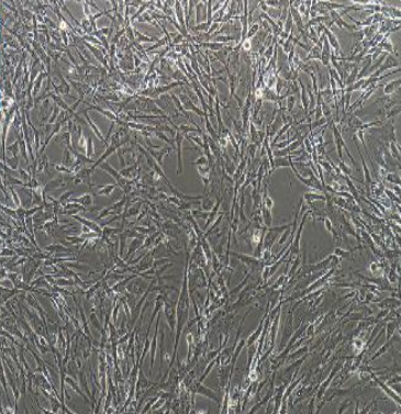 人多发性骨髓瘤细胞RPMI8226/LUC(带荧光素酶)