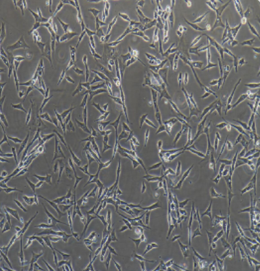 人急性T淋巴细胞白血病细胞KE37，ATCC细胞