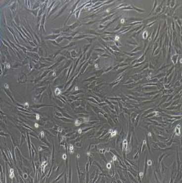 人间变性大细胞淋巴瘤细胞SR786/LUC(带荧光素酶)