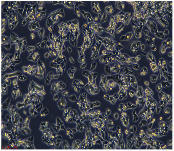 SNU-333/LUC(带荧光素酶)