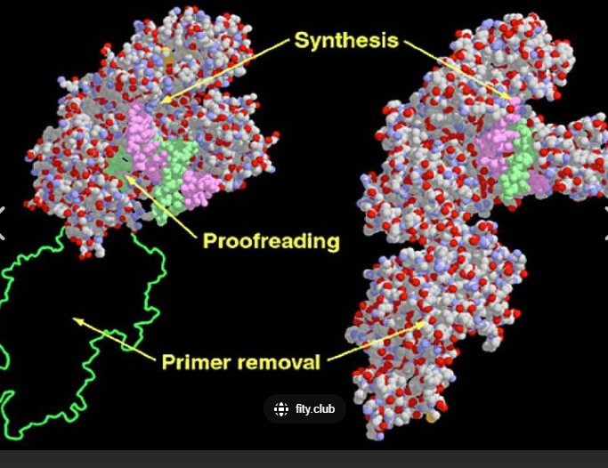 人类内源性逆转录病毒W家族染料法荧光定量RT-PCR试剂盒