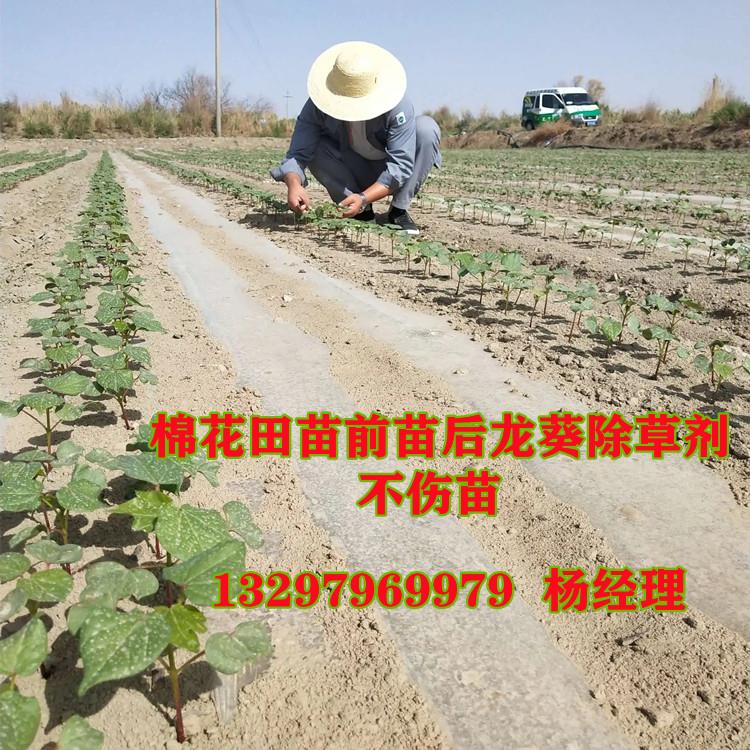 嘧硫草醚(棉花苗)电话.jpg 嘧硫草醚(棉花苗)电话.jpg