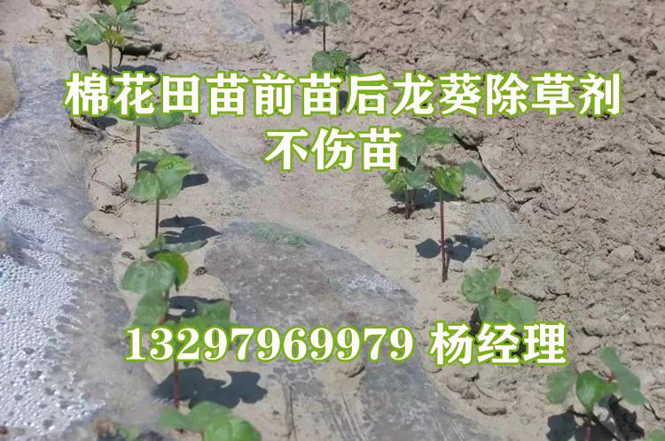 嘧硫草醚(棉花苗).webp.jpg 嘧硫草醚(棉花苗).webp.jpg