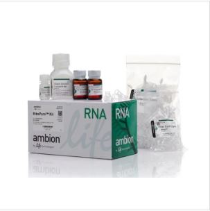 化脓性链球菌（酿脓链球菌）染料法荧光定量PCR试剂盒Streptococcus pyogenes