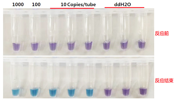 热带利什曼原虫染料法荧光定量PCR试剂盒Leishmania tropica