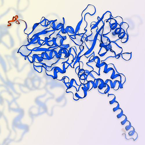 单胺氧化酶A/MAOA蛋白-ACROBiosystems百普赛斯