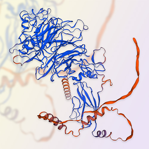 Semaphorin 3A/SEMA3A蛋白-ACROBiosystems百普赛斯