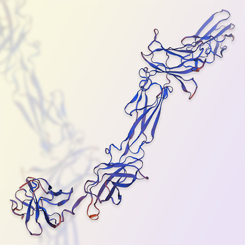 IL12RB1重组蛋白，ACROBiosystems百普赛斯