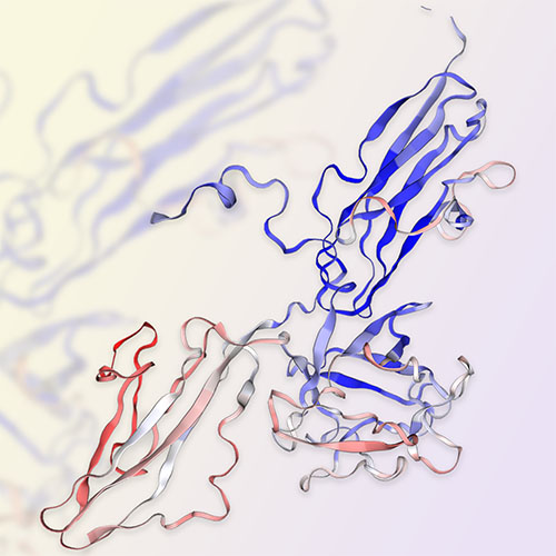 FGF R3 (IIIc)蛋白-ACROBiosystems百普赛斯
