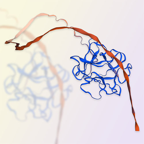 FGF10/KGF2蛋白-ACROBiosystems百普赛斯