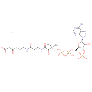 丙二酰辅酶 A 锂盐