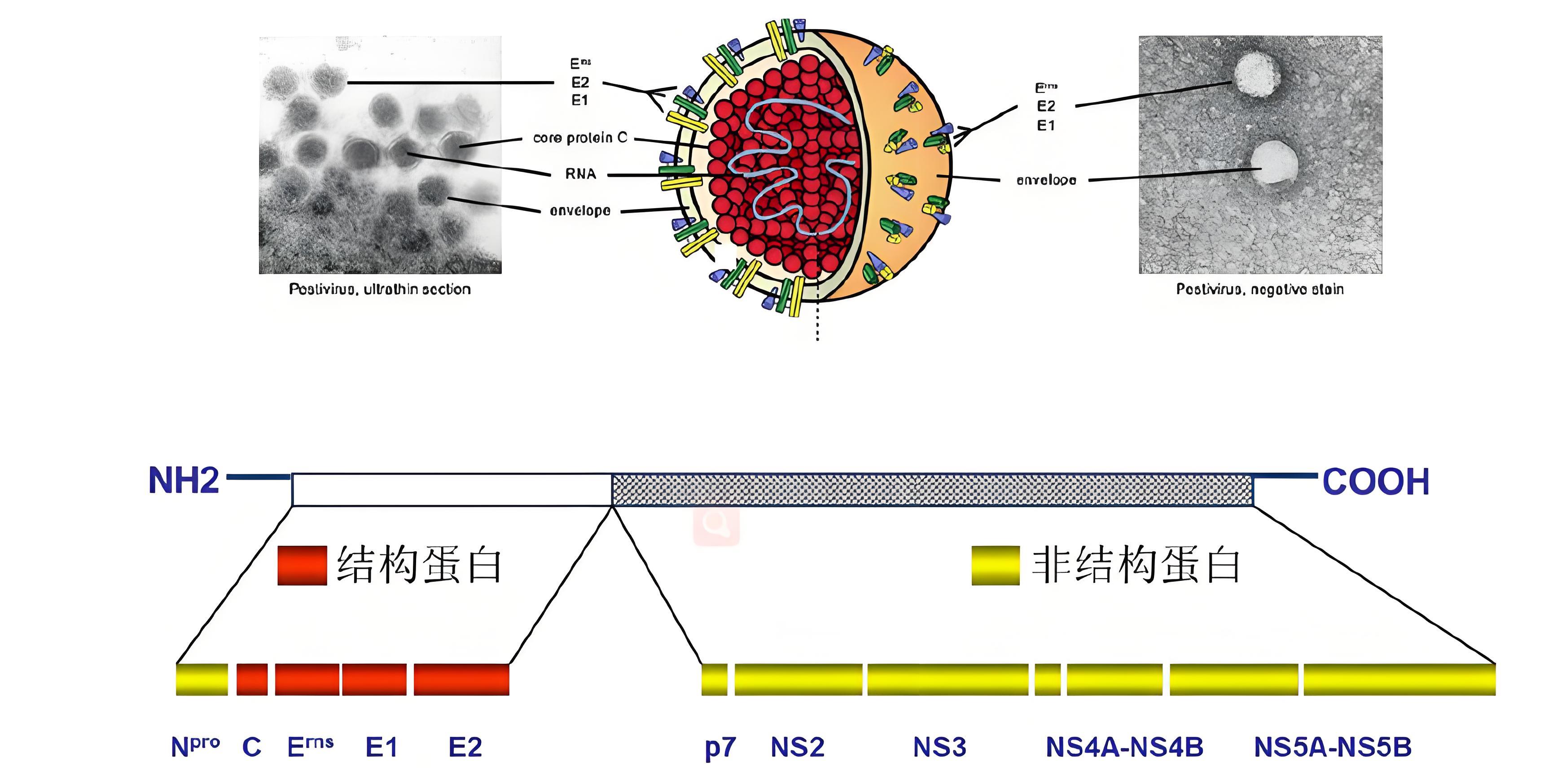 猪瘟病毒结构.jpg 猪瘟病毒结构.jpg