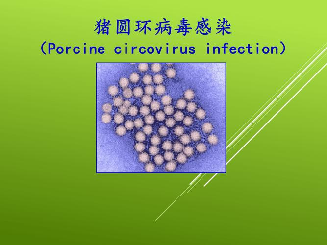 猪圆环病毒感染.jpeg 猪圆环病毒感染.jpeg