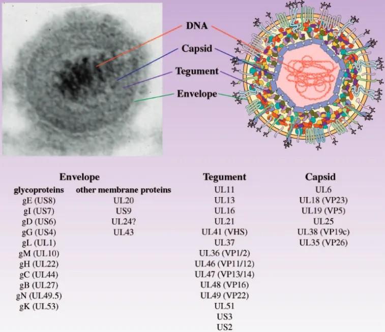 猪伪狂犬PRV病毒结构.jpg 猪伪狂犬PRV病毒结构.jpg