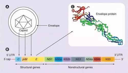 猪乙型脑炎病毒结构.jpeg 猪乙型脑炎病毒结构.jpeg