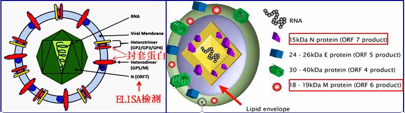 猪蓝耳病毒结构.jpeg 猪蓝耳病毒结构.jpeg