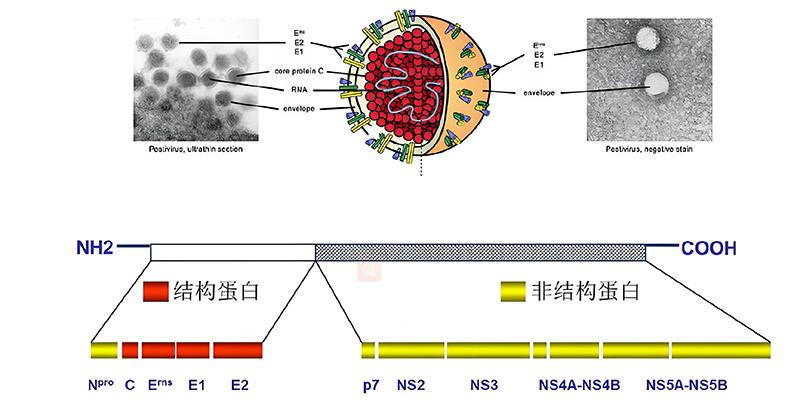 猪瘟病毒结构.jpg 猪瘟病毒结构.jpg
